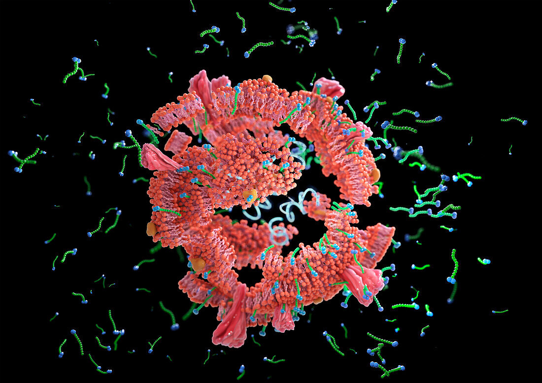 Soap molecules destroying coronavirus, illustration
