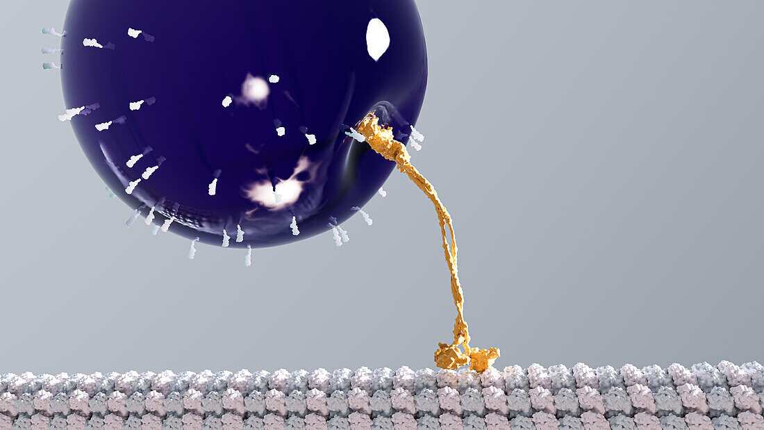 Kinesin carrying a vesicle, illustration