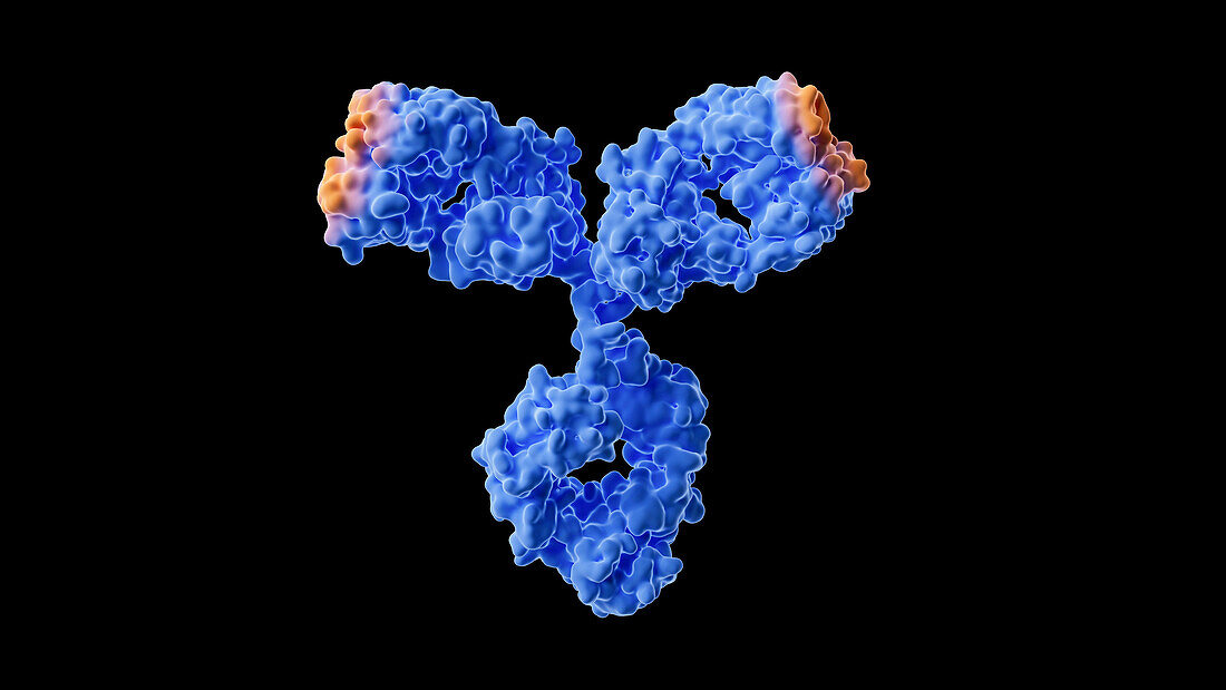 Antibody drugs, illustration