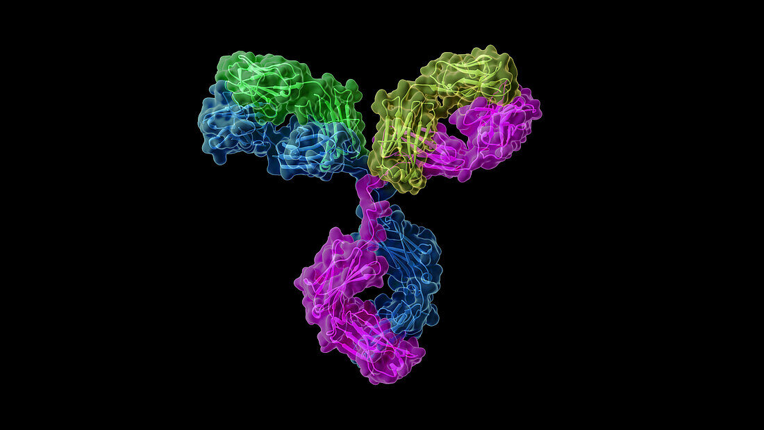Antibody structure, illustration