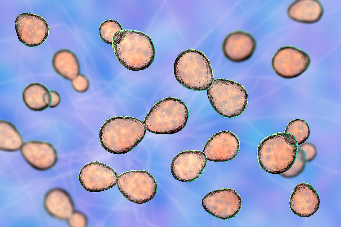Histoplasma capsulatum yeasts, illustration