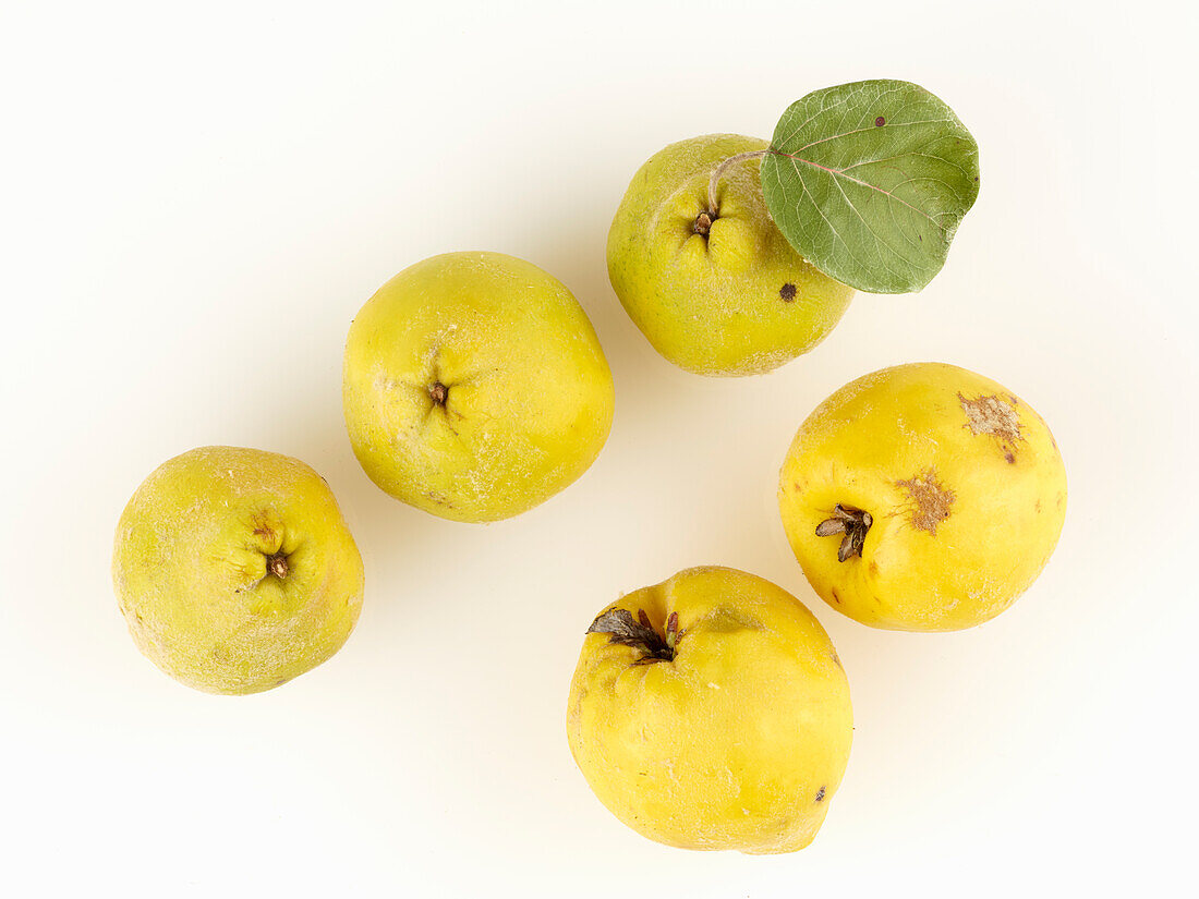 Five ripe quinces with leaves on a white background