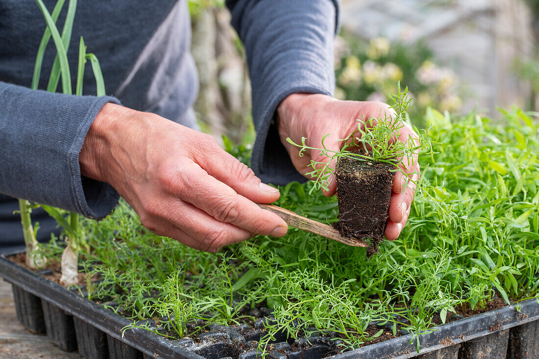 Cultivation of weed