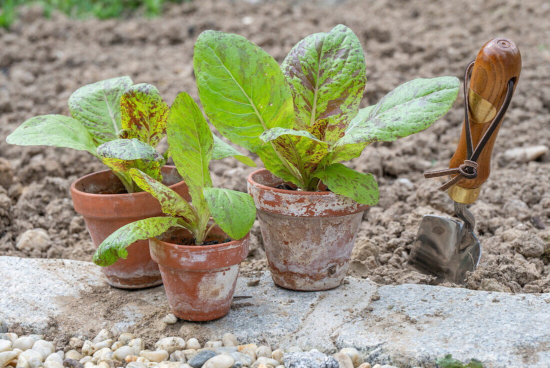 Young plants of romaine lettuce 'Forellenschluss'