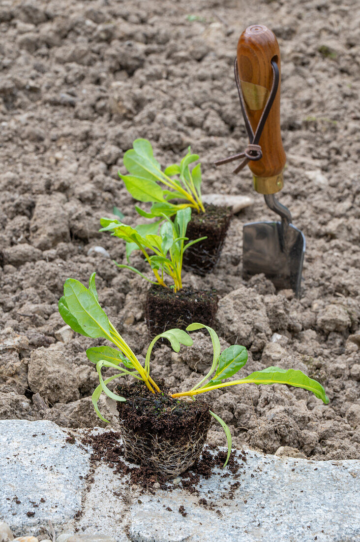 Small yellow chard plants