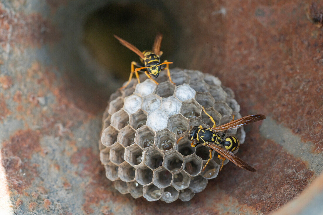 Wasps building a nest, detail