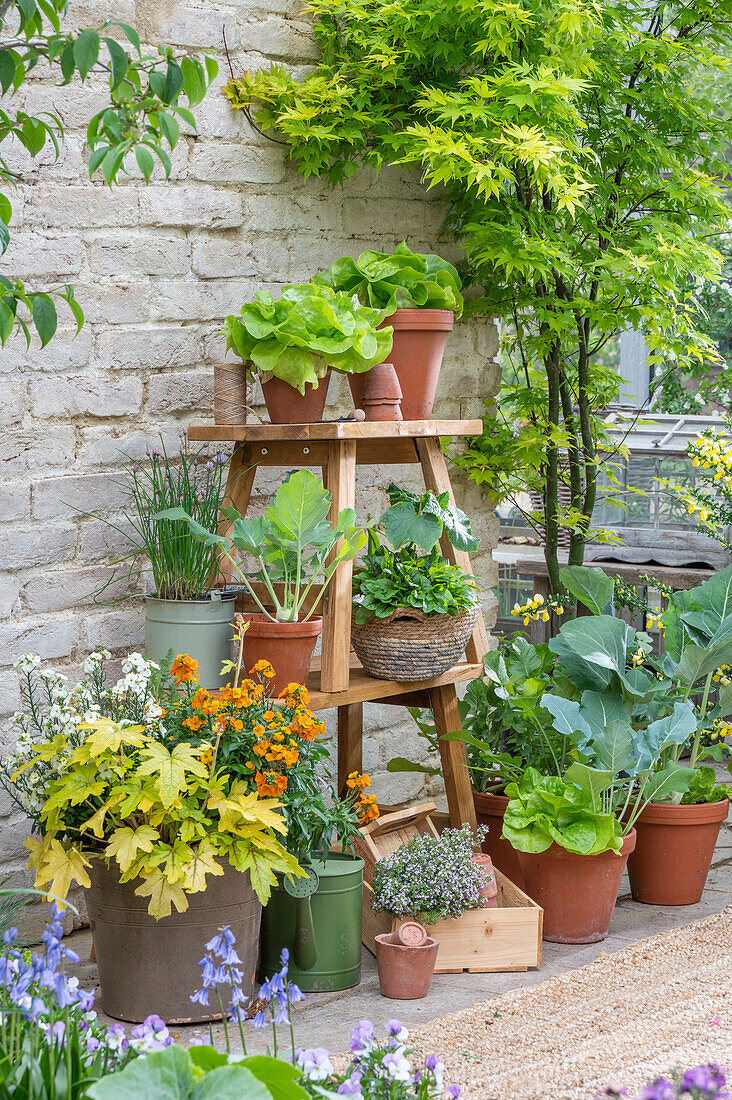 Lettuce, chives, kohlrabi, sorrel, cucumber, thyme, golden varnish, radish, 'Alabama Sunrise' foam flower, golden varnish 'Copper', golden varnish 'Winter Spice', bluebells