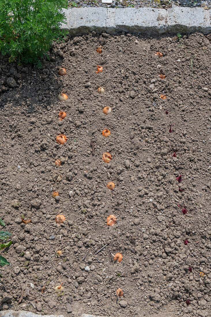 Onion sets (Allium Cepa) 'Stuttgarter Riesen' after planting in the bed