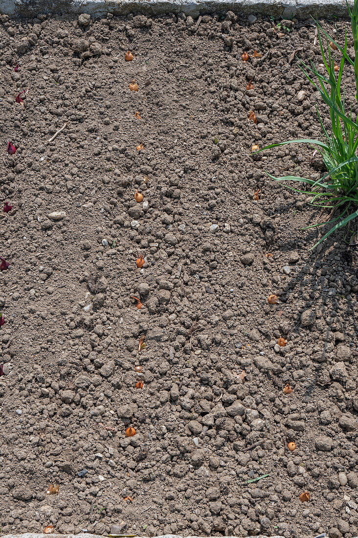 Onion sets (Allium cepa) 'Stuttgarter Riesen' after planting in the bed