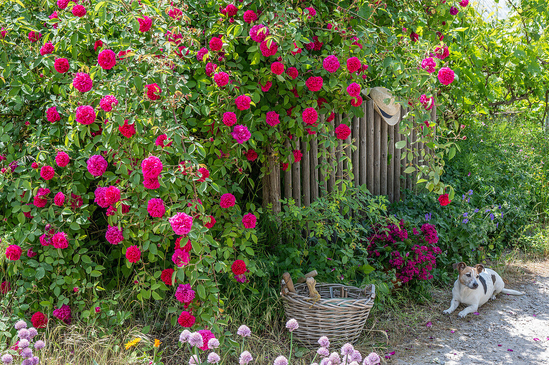 Bourbonrose (Rosa Borbonica) 'Vivid' einmalblühend als Heckenrose am Gartenzaun und Hund