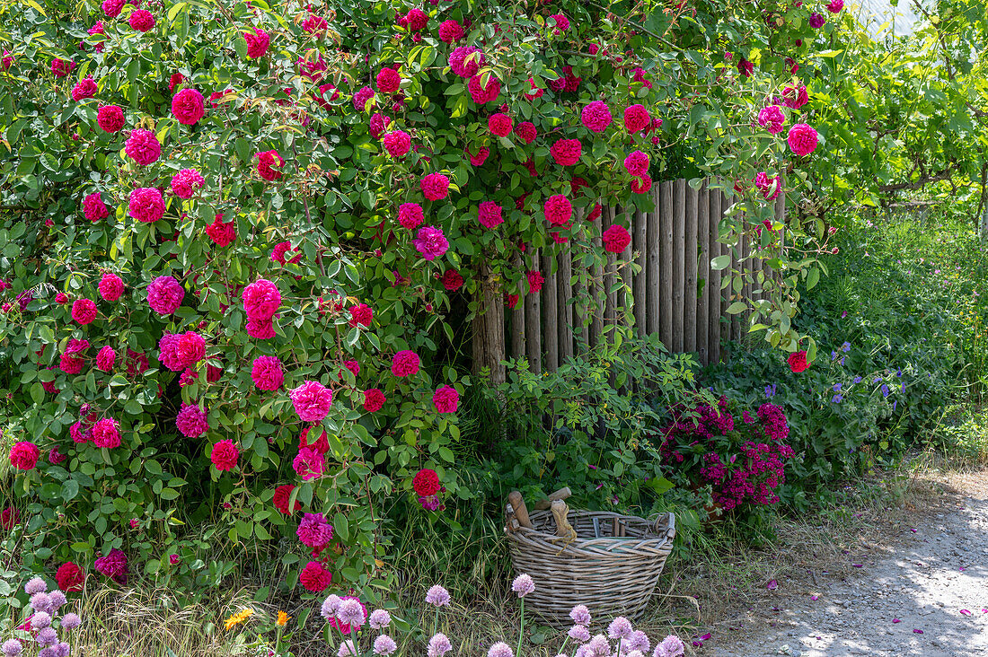 Bourbonrose (Rosa Borbonica) 'Vivid' einmalblühend als Heckenrose am Gartenzaun