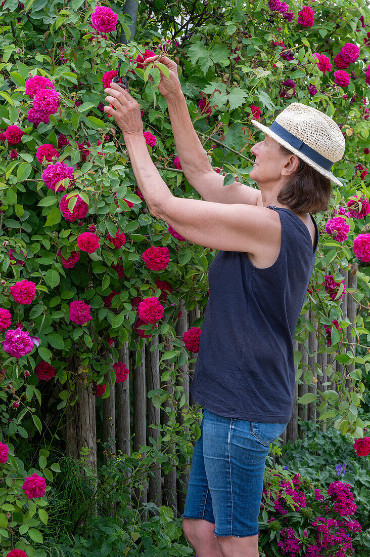 Bourbonrose (Rosa Borbonica) 'Vivid' einmalblühend als Heckenrose am Gartenzaun