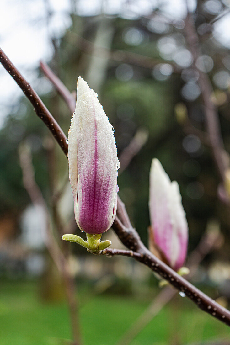 Magnolienknospe (Magnolia) mit Regentropfen, Detail