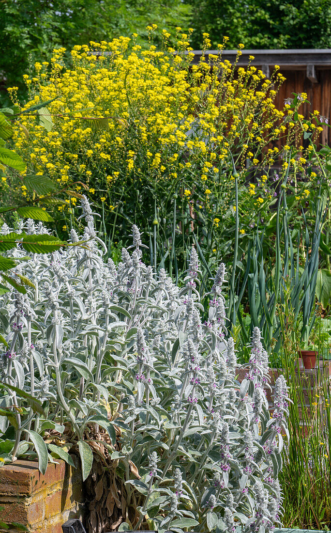 Wollziest (Stachys Byzantina) wächst im Hochbeet