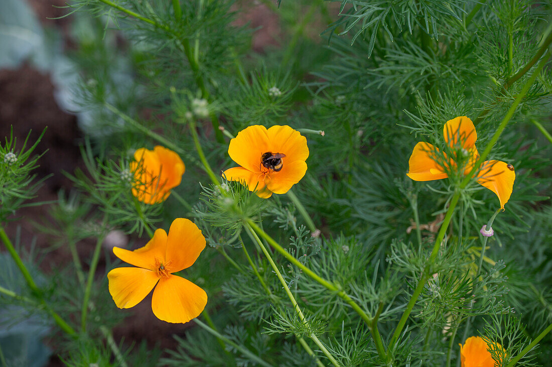 Californian poppy (Eschscholzia Californica) in the bed