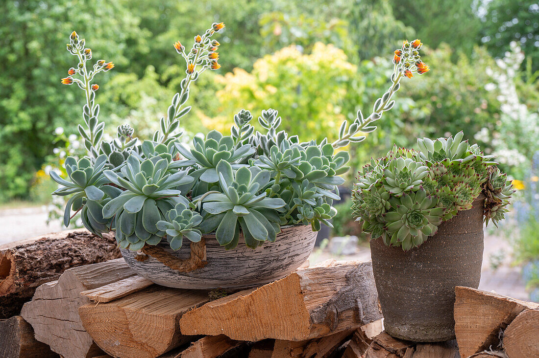 Echeverien (Echeveria) im Topf auf Holzstoß