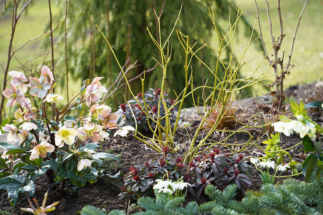 Flower bed with Christmas roses (Helleborus niger), bare hydrangea and snowdrops in the garden bed