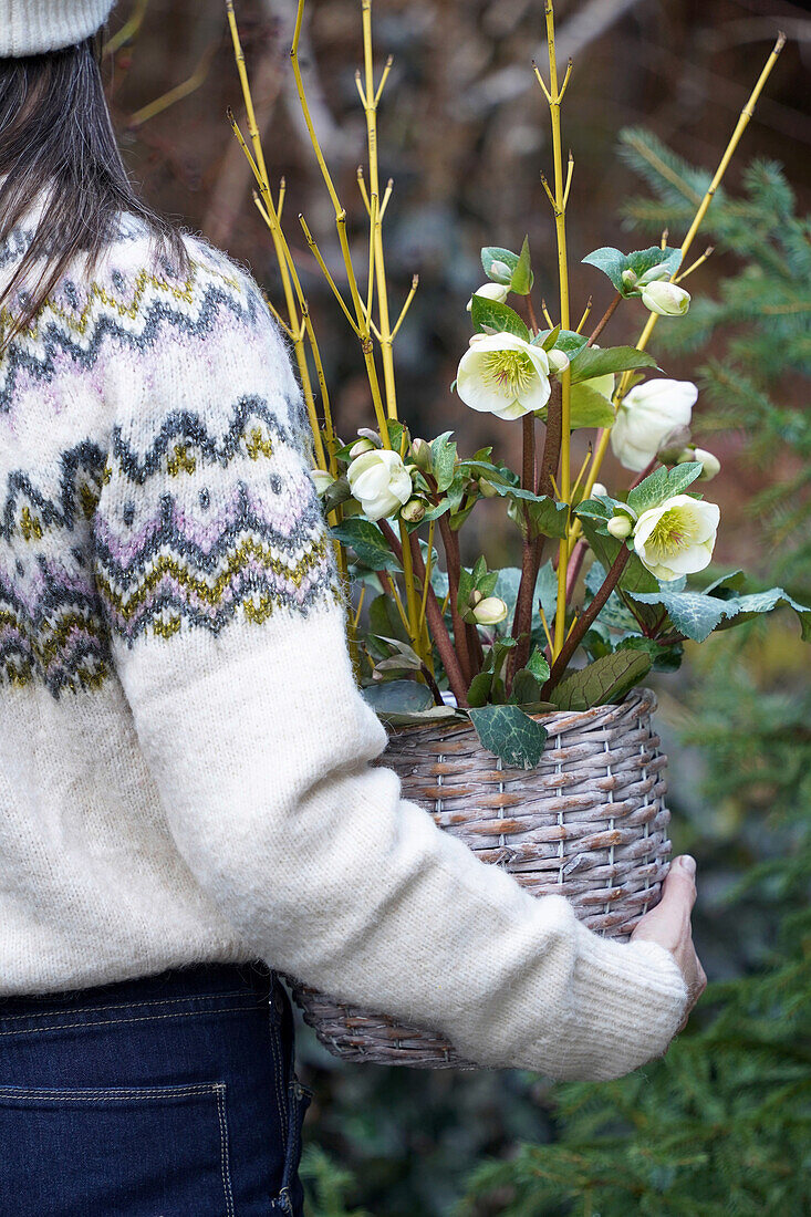 Woman holding a woven flower pot with Christmas roses (Helleborus niger)