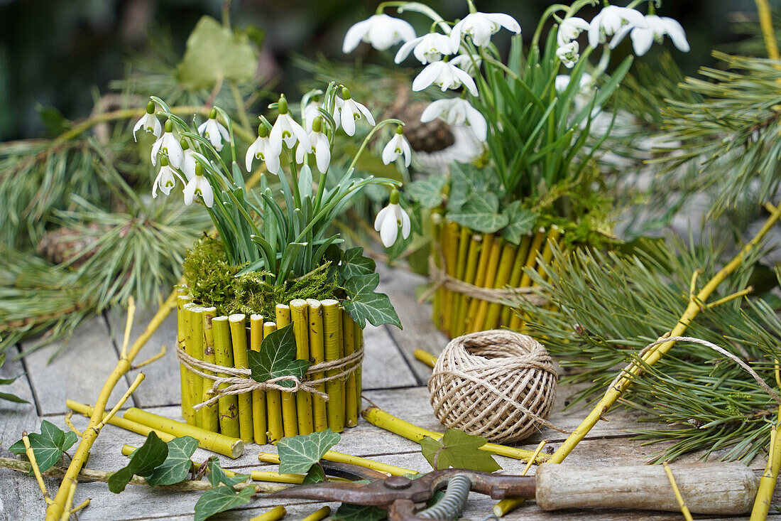 Schneeglöckchen (Galanthus) in DIY-Blumentöpfen aus Bambuszweigen auf Tisch im Garten