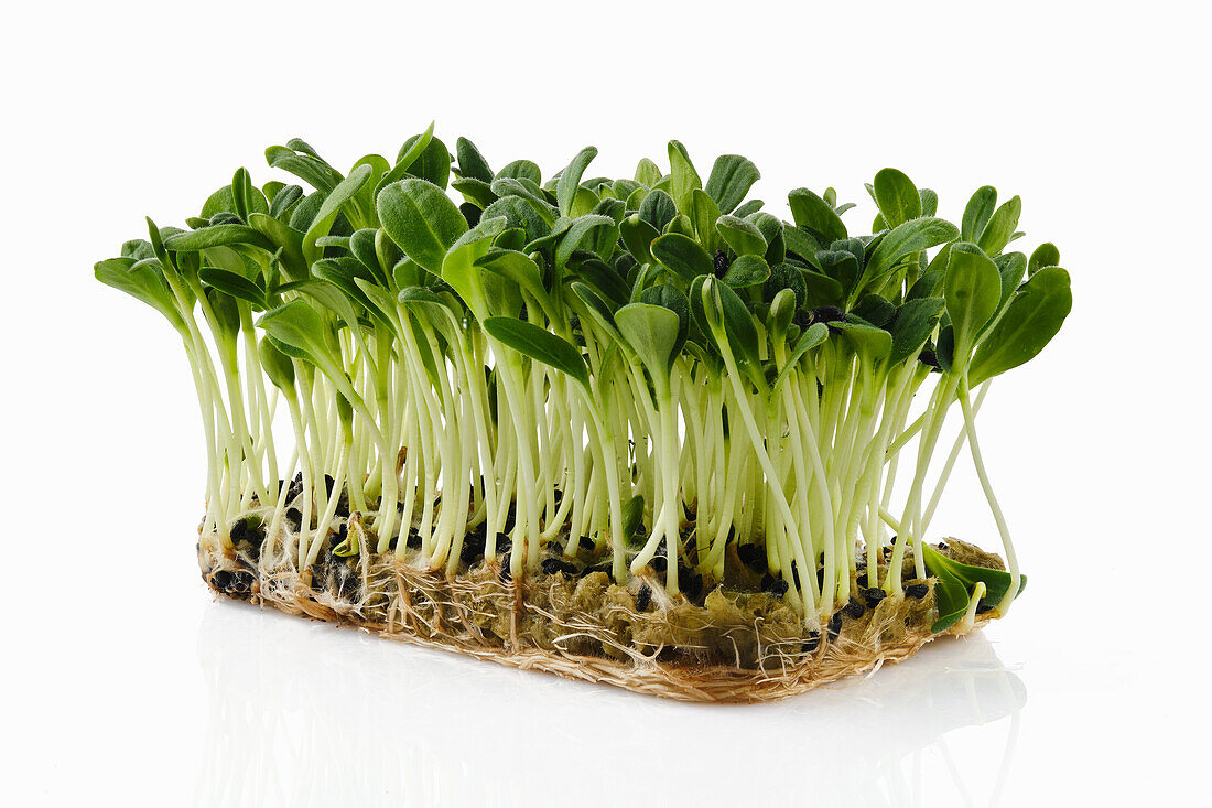 Seedlings of borage on propagation material