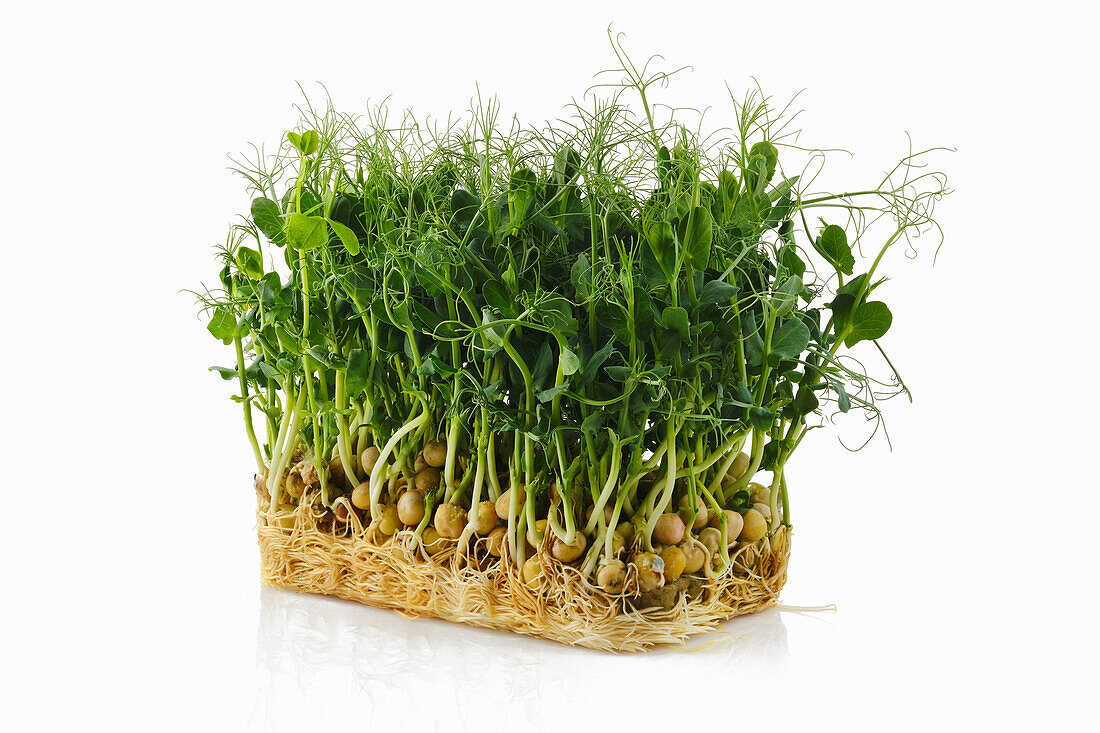 Pea sprouts on a white background