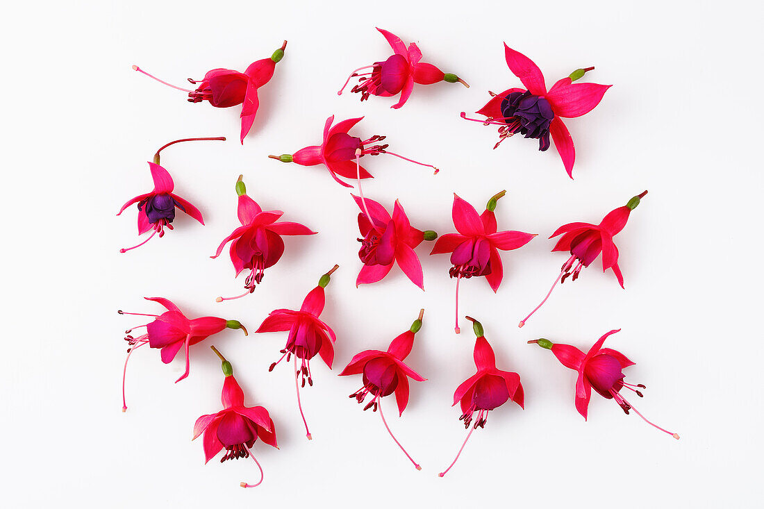Edible red fuchsia flowers