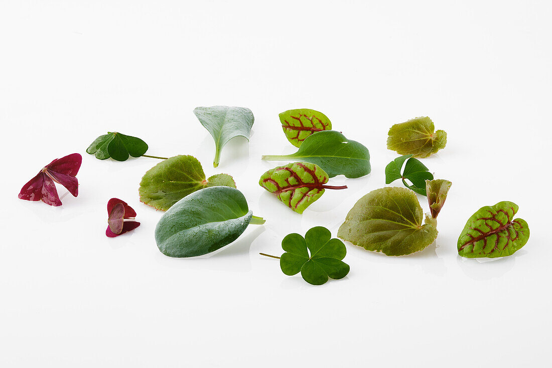 Leaves of various microgreens and cotyledons on a white background