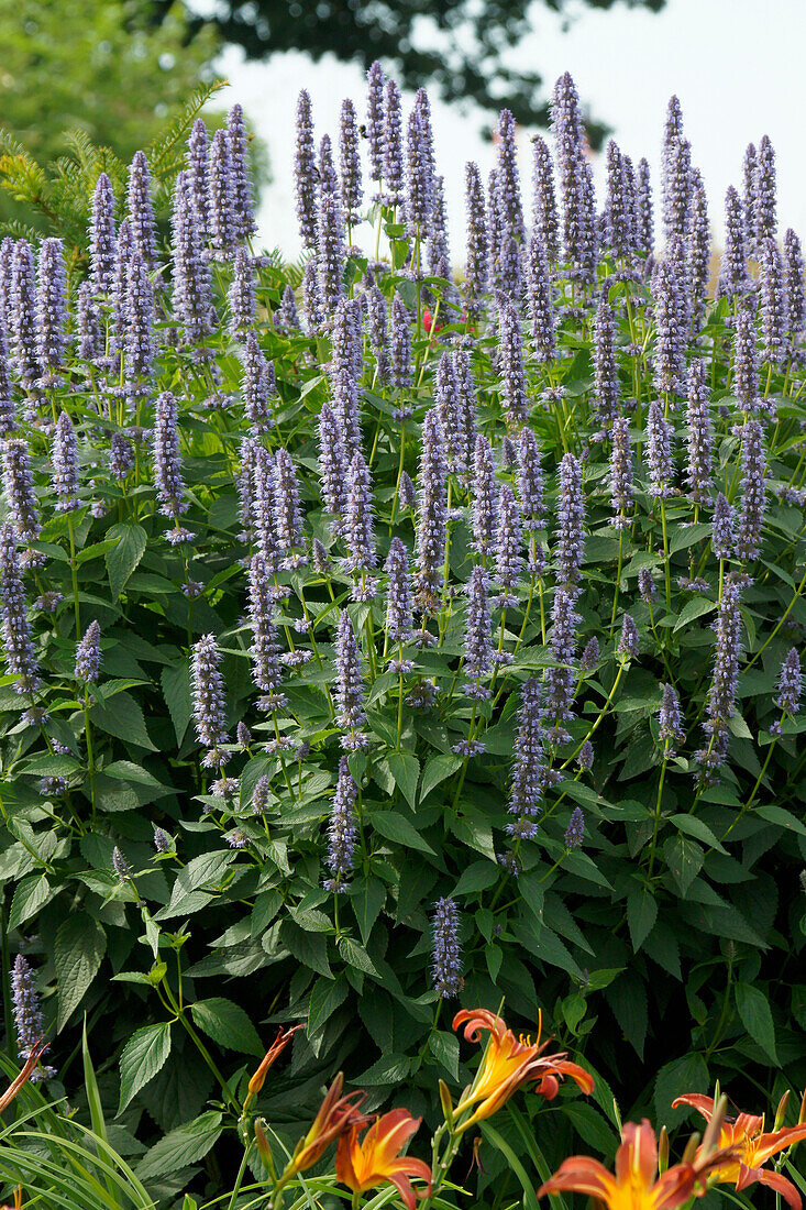 Agastache Purple Haze