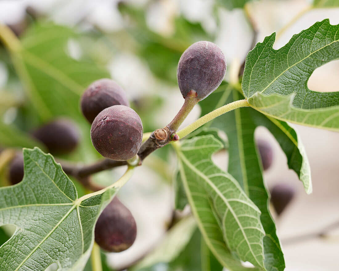 Feige 'Little Miss Figgy' (Ficus carica 9)