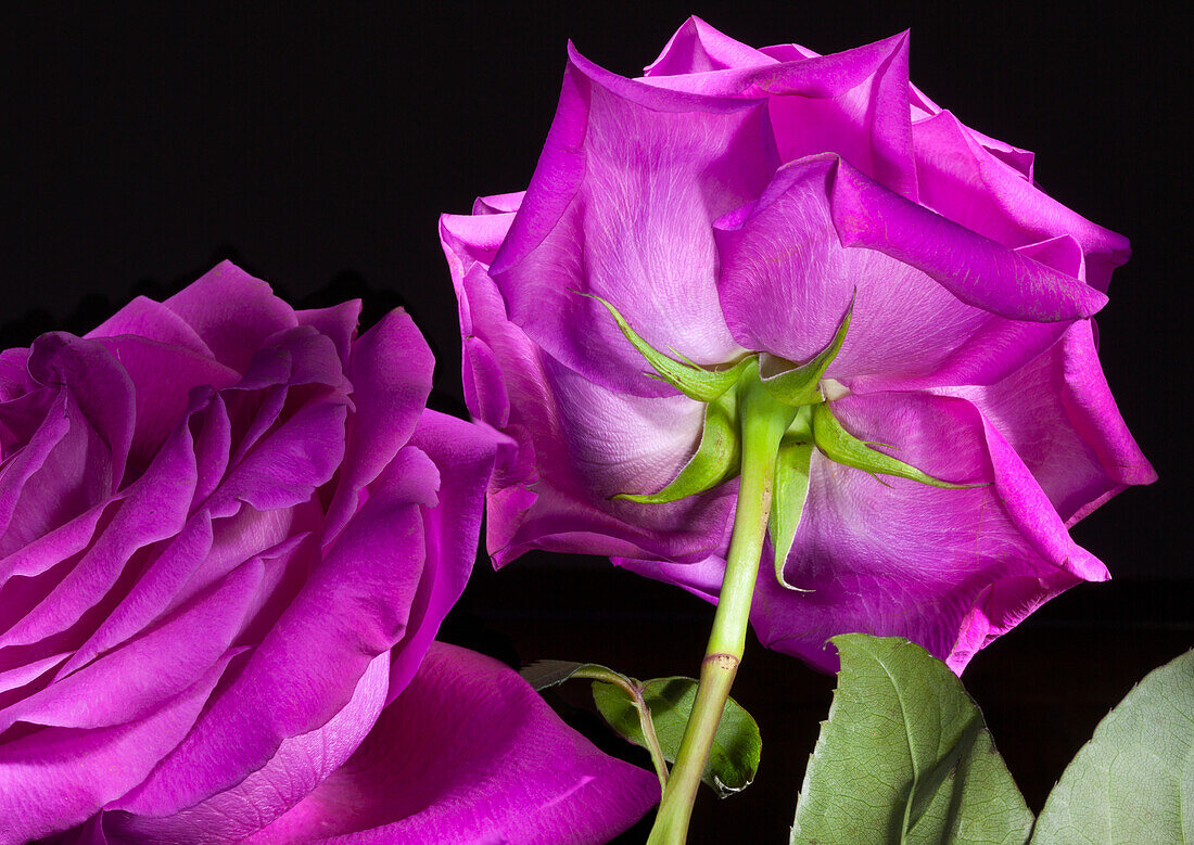 Nahaufnahme einer purpurfarbenen Rose (Rosa) mit sichtbaren Blütenblättern und Stiel