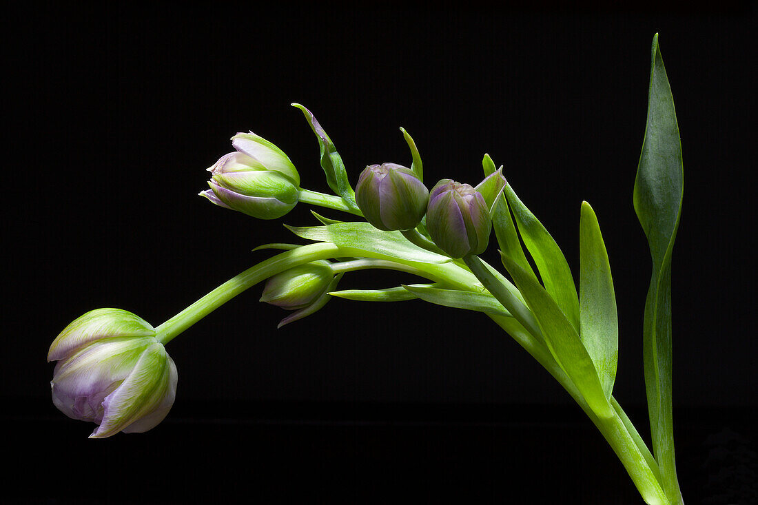 Tulpe (Tulipa) 'Purple Dream' im seitlichen Licht vor dunklem Hintergrund