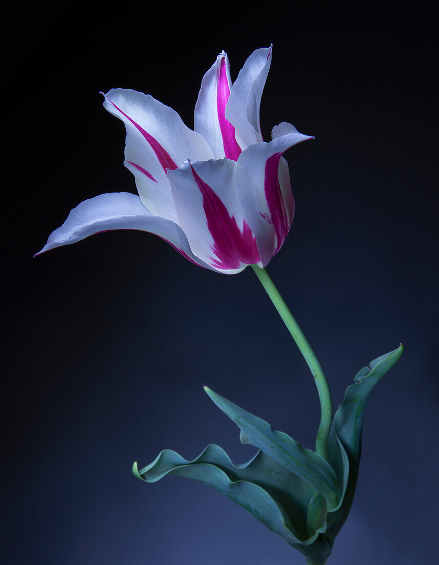 Pink and white striped tulip of the 'Tulipa greigii' variety