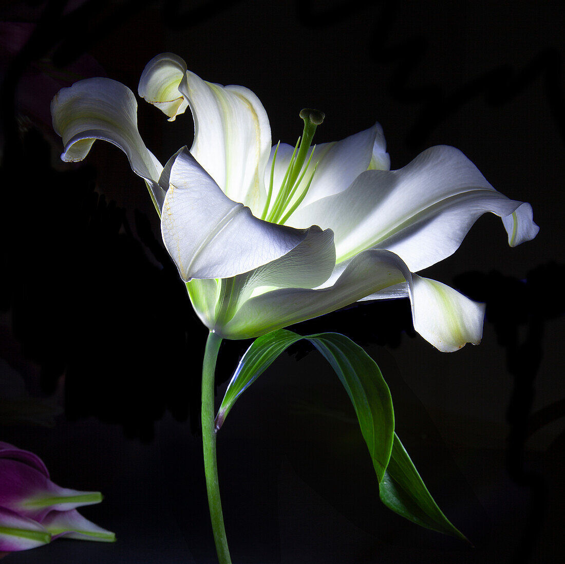 Weiße Lilie (Lilium) in dramatischer Beleuchtung