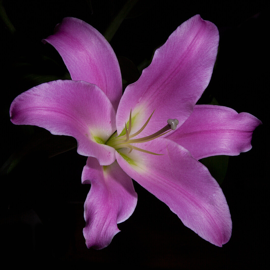 Pinke Lilie (Lilium) in voller Blüte vor schwarzem Hintergrund