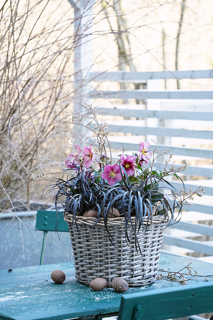 Korb mit Lenzrose (Helleborus x glandorfensis) 'Ice N Roses Red' und schwarzem Schlangenbart (Nigrescens), mit Haselkätzchen (Corylus avellana) im winterlichen Garten