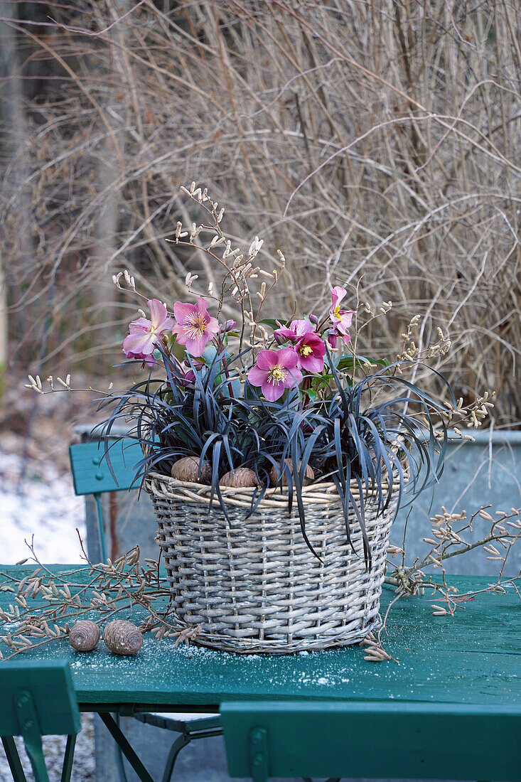 Korb bepflanzt mit Helleborus x glandorfensis Ice N Roses Red und schwarzem Schlangenbart Nigrescens dekoriert mit Haselkätzchenzweigen steht auf einem Tisch im winterlichen Garten