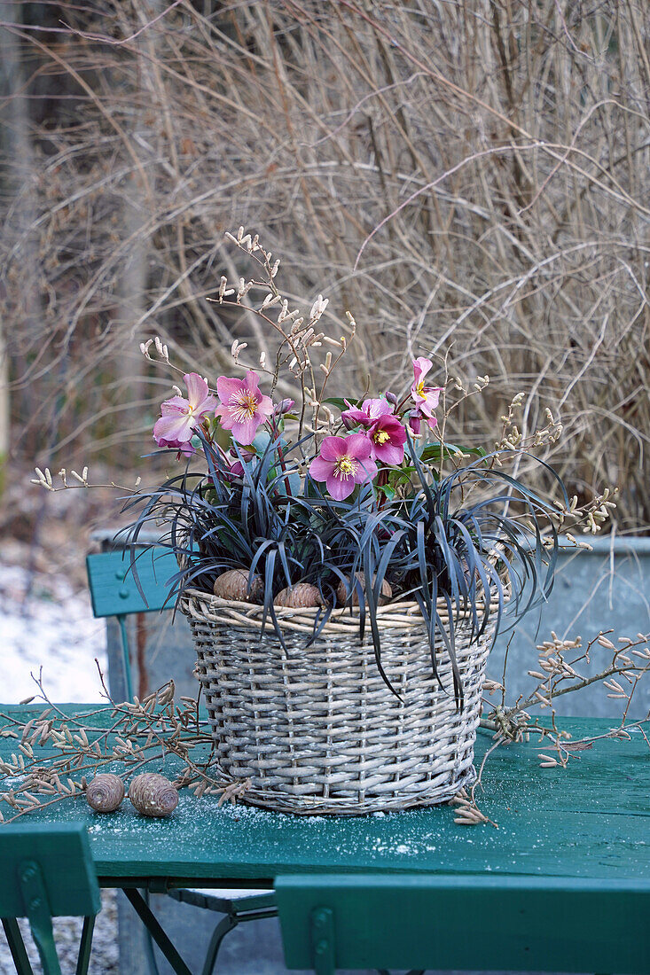 Planting basket with Christmas rose 'HGC® Ice N'Roses® Red' (Helleborus x glandorfensis), black snake's beard (Nigrescens) and hazel catkins (Corylus avellana)