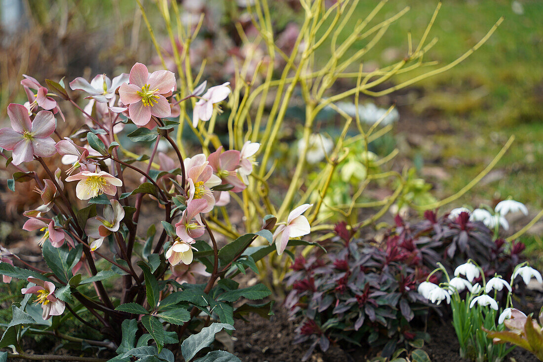 Helleborus ericsmithii (behind yellow dogwood/Cornus sericae Flaviramea and almond-leaved spurge/Euphorbia amygdaloides Purpurea and snowdrop Florepleno )