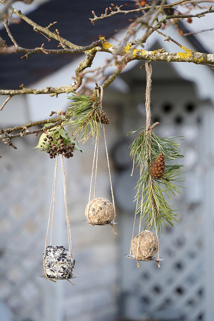 Upcycling Fat ball holder made from a metal drain sieve hanging from a tree in the garden (blurred in the background), DIY