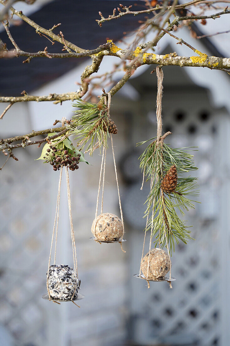 Upcycling Meisenknödelhalter aus einem Metall-Abfluss-Sieb hängen im Garten an einem Baum (im Hintergrund unscharf