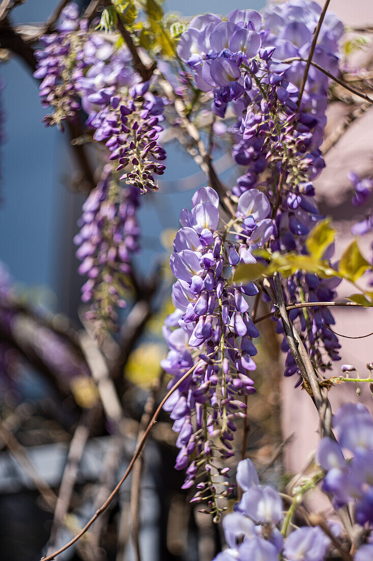 Blue rain (Wisteria) in full bloom on a sunny spring day