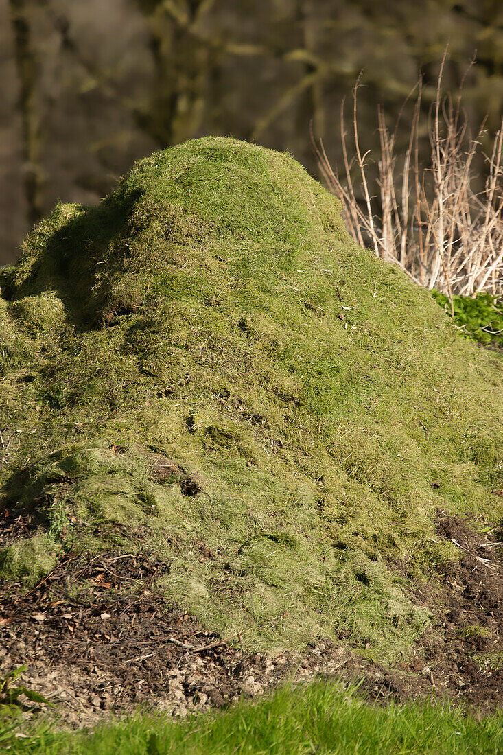 Grass cuttings