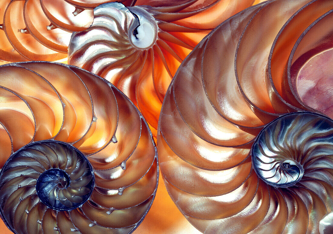 Nautilus shells, cross-sections