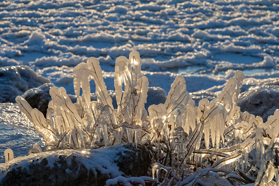 Ice-coated vegetation