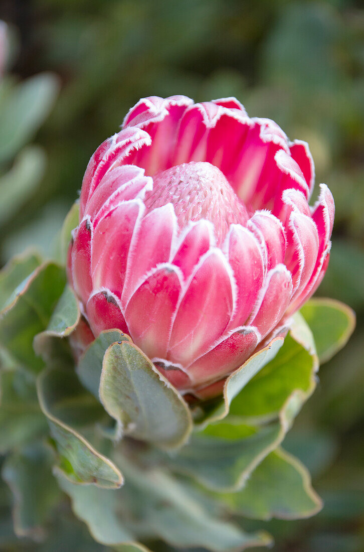 Protea compacta flower