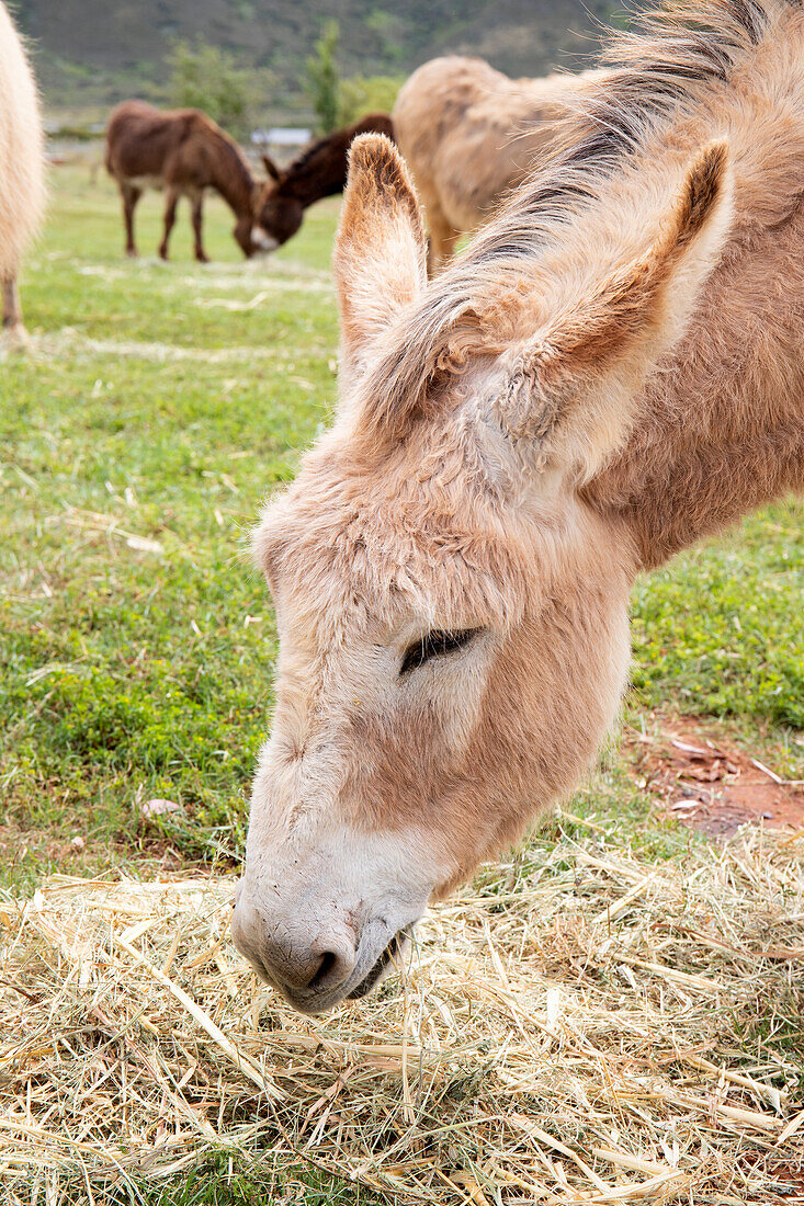 Donkeys grazing