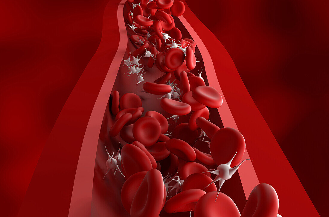 Red blood cells and platelets, illustration