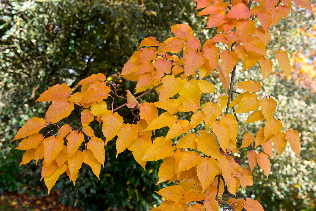 Acer davidii subsp. Grosseri