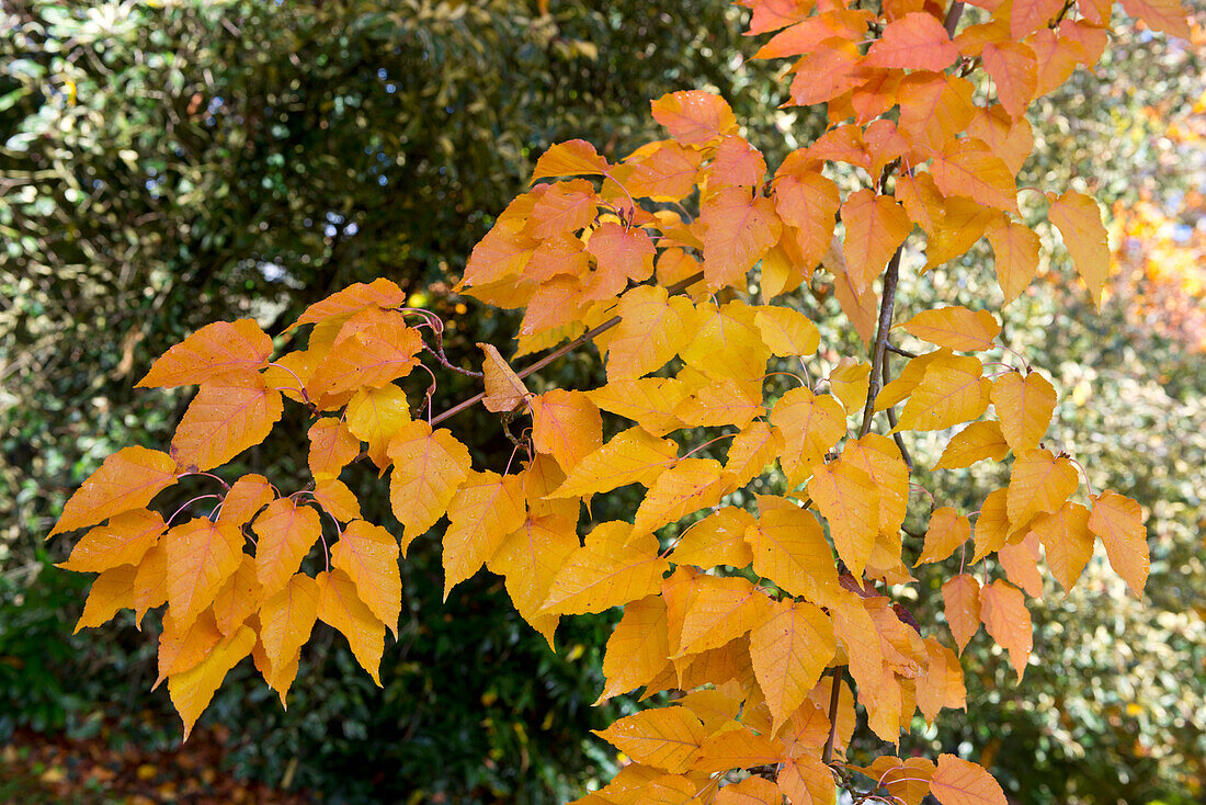Acer davidii subsp. grosseri