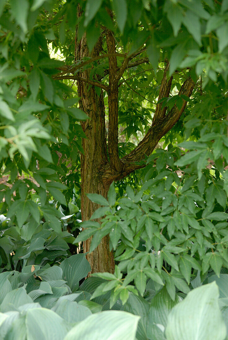 Acer triflorum, Hosta